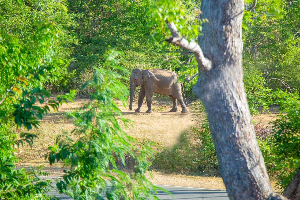 Ali Weta Safari Resort 达瓦拉维 外观 照片